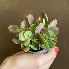 Image result for Kalanchoe rotundifolia