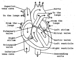 All you need are these easy human body drawing guides! Easy Diagram Easy Human Heart Drawing Novocom Top