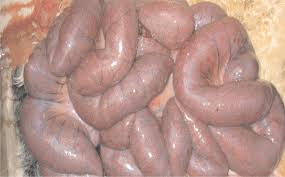 Image result for clostridium perfringens
