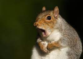 How Do Squirrels Safely Walk On Power Lines It S National Squirrel Appreciation Day Let S Find Out Empowering Michigan