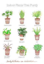 Simple Natural Living The Best Air Purifying Plants For Your Home Best Air Purifying Plants Plants Indoor Plants