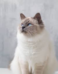It goes either by the name of chantilly or tiffany and was first discovered in the late 1960's by a breeder in new york. Birman Cat At The Great Cat In History Art And Literature