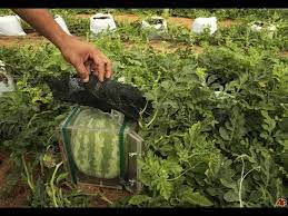 They get square watermelons by growing them inside of square glass cases. How To Grow Square Shaped Watermelon Youtube