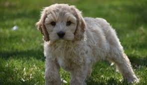Learn more about cockapoos by choice in michigan. Cockapoo Puppies For Sale Detroit Mi 296938 Petzlover