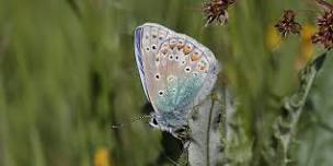 Butterfly walk at Moore Nature Reserve