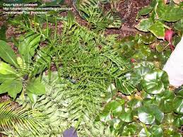 Image result for Pteris dentata