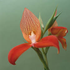 Image result for Disa fragrans