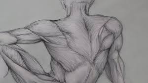 Now that i have introduced anatomical position, we can talk about some of the directional terms that relate to this position. Figure Drawing Lessons 6 8 Anatomy Drawing For Artists Drawing Human Anatomy Youtube