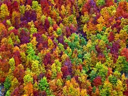 foreste di latifoglie