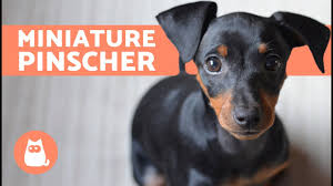 Miniature pinscher and chihuahua mix. Miniature Pinscher Characteristics Care And Training Youtube