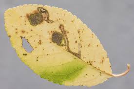 Image result for Stigmella prunetorum