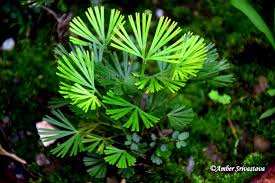 Image result for Actiniopteris radiata