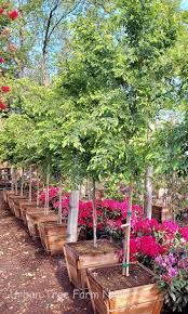 Image result for Ulmus parvifolia