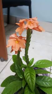 Image result for Crossandra puberula