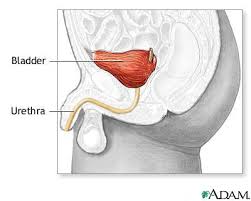 Image result for Bladder Anatomy