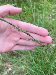 Image result for Sporobolus africanus