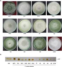 Image result for Trichocladus goetzei