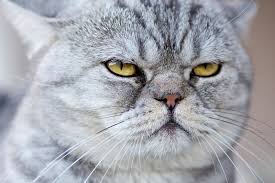 Que Piensan Los Gatos De Nosotros National Geographic