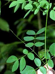 Image result for Entada gigas