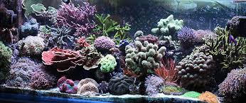 Arranging your live rock or rock aquascape can be easier than you think. Aquascaping Wikiwand
