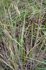 Image result for Tristachya