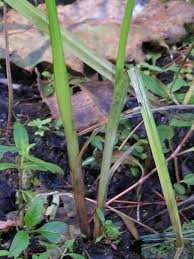 Image result for Cyperus glaucophyllus