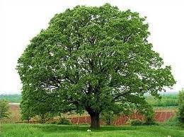 White Oak Trees For Sale Fastgrowingtrees Com White Oak Tree Oak Tree Fast Growing Trees