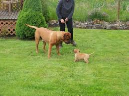 We did not find results for: Bull Mastiff Rottweiler Cross Pups For Sale In Grants Pass Oregon Classified Americanlisted Com