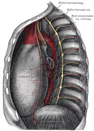 An uneven rib cage can cause problems with your breathing and posture. Thoracic Cavity Wikipedia