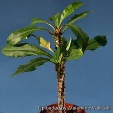 Image result for Euphorbia lissosperma