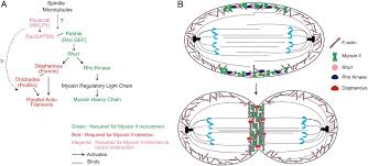 Plant cells have walls, so cytokinesis cannot proceed with a cleavage furrow. Distinct Pathways Control Recruitment And Maintenance Of Myosin Ii At The Cleavage Furrow During Cytokinesis Pnas