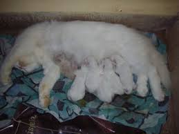 A pregnant cat should be inside the home long before she is due to have her kittens. How To Care For Cats During Pregnancy Labour And Birth Metaphorical Platypus
