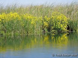 Image result for Schoenoplectus muricinux