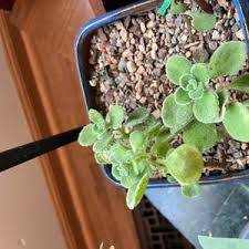 Image result for Coleus neochilus