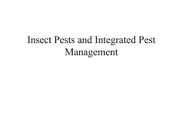 Introduction pest management has become more and more vital issue in the development of agriculture. Ppt Insect Pests And Integrated Pest Management Powerpoint Presentation Id 232177