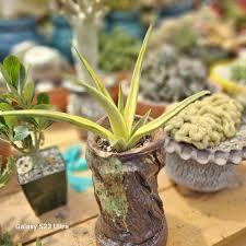 Image result for Scleria gracillima