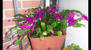 Lo venden mucho como cactus de navidad. 5 Cactus De Navidad Cuidados Para Que Florezca En Navidad Quieres Verlo Youtube