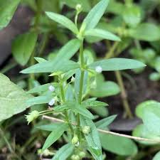 Image result for Oldenlandia angolensis
