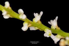 Image result for Microcoelia exilis