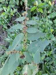 Image result for Triumfetta dekindtiana