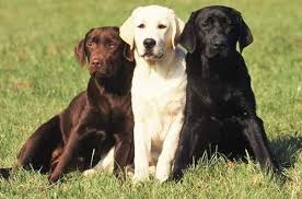 Image result for labrador retrívr