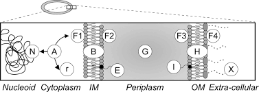 Martin said a comprehensive plan will be revealed ahead of the further easing of the restrictions in martin added: Proteome Wide Subcellular Topologies Of E Coli Polypeptides Database Stepdb Molecular Cellular Proteomics
