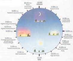 Circadian Rhythms The Chinese Clock And How To Live In Sync