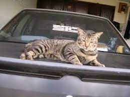 Namun aku tak berkesempatan nak mencuba. Kucing Suka Panjat Kereta Anda Orang Wangsa Maju Facebook