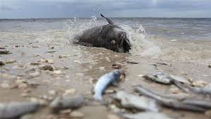 Toxic Red Tide Is Making Floridians Sick And Angry