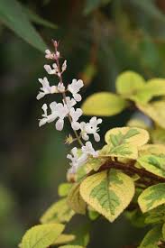 Image result for Plectranthus guruensis