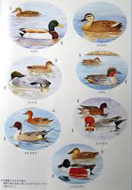 狩猟 免許 試験 は この 絵 の まま 出 ます