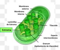 Plant cells play a very important role in making food through photosynthesis. Plant Cell Wall Png Plant Cell Wall Diagram Cleanpng Kisspng