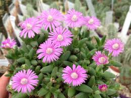 Image result for Dipcadi marlothii