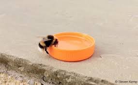 See more ideas about bumble, bumble bee, bee. Should I Feed Bumblebees Sugar Water Bumblebee Conservation Trust